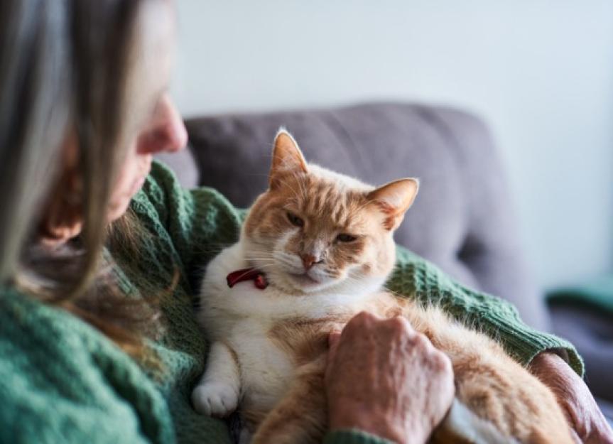 What Is Palliative Care For Cats With Cancer